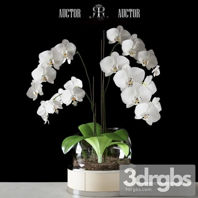 Orchid Art Auctor 3D Model Free
