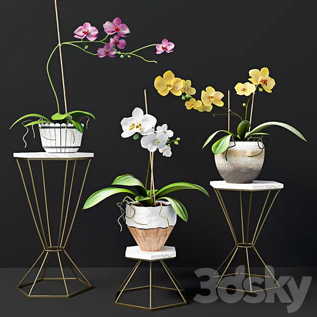 Orchid flowers 3D Model