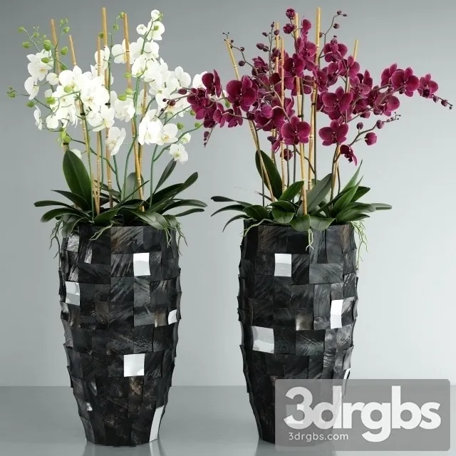 Orchid Pearl Black 3D Model Free