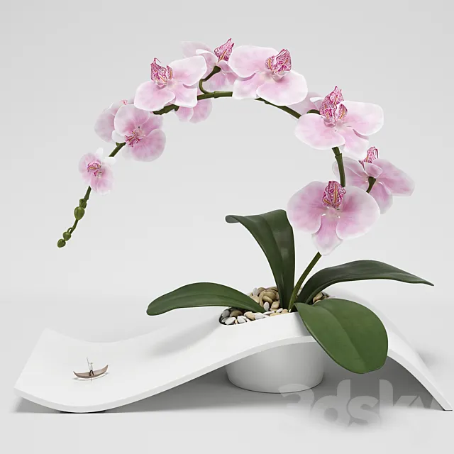 Orchid (phalaenopsis) 3DModel