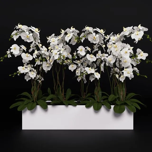 Orchid (phalaenopsis) bouquet 3 3D Model