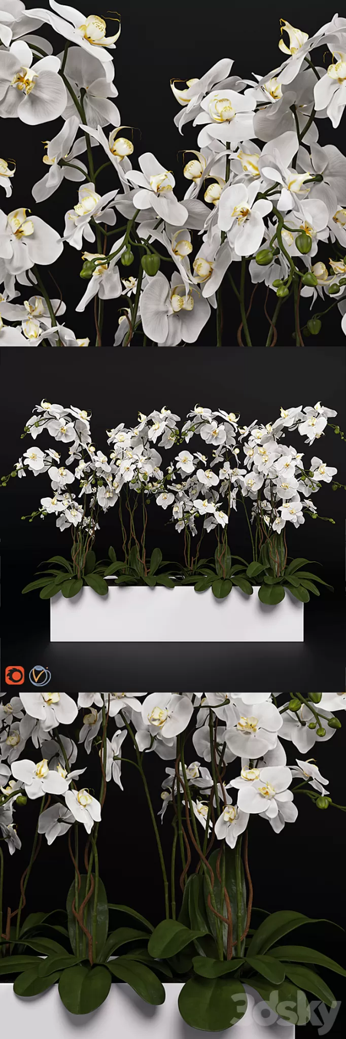Orchid (phalaenopsis) bouquet 3 3D Model