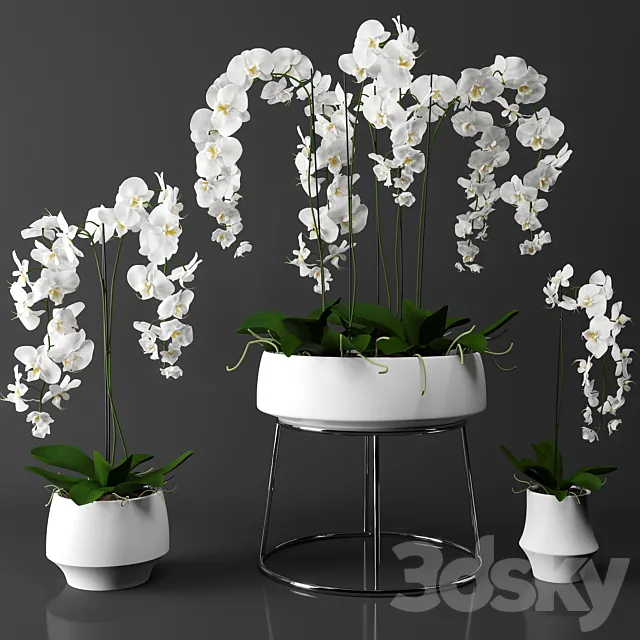 Orchid (phalaenopsis) set 3D Model