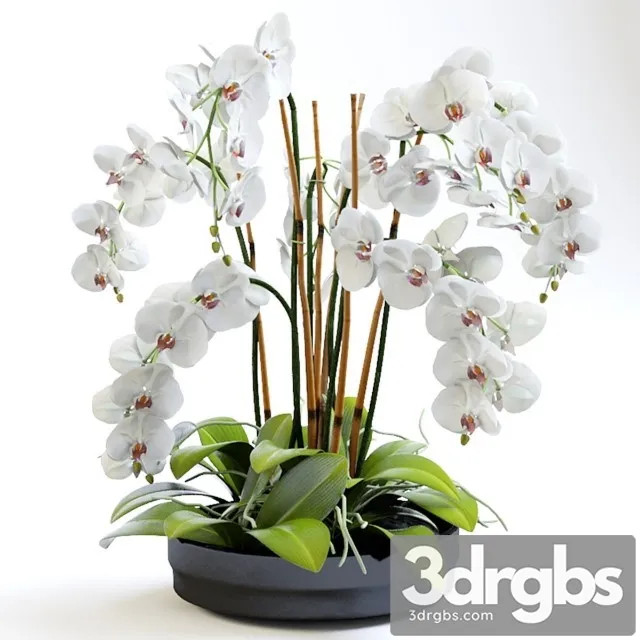 Orchid Plant 2 3D Model Free