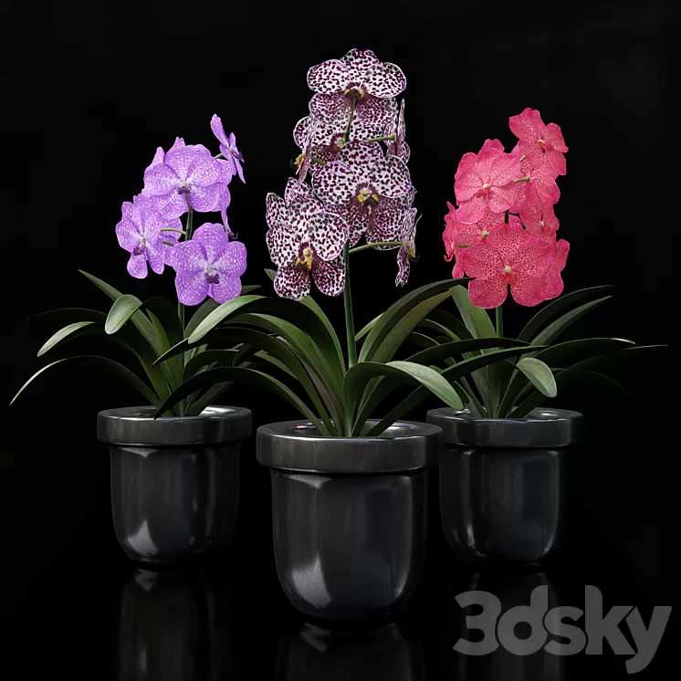 Orchid Vanda 3D Model
