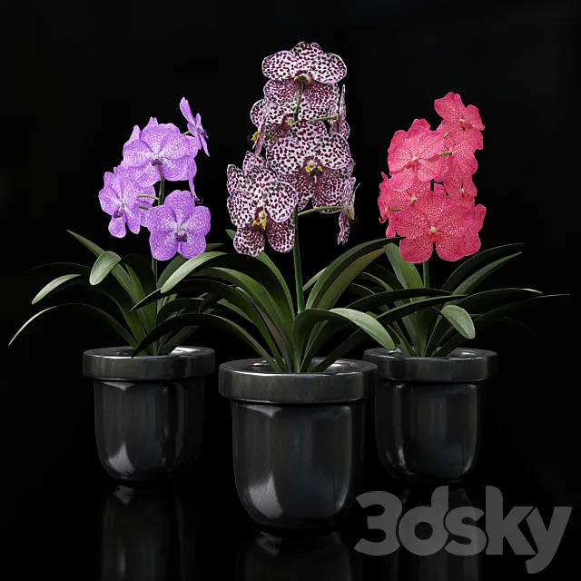 Orchid Vanda 3DModel