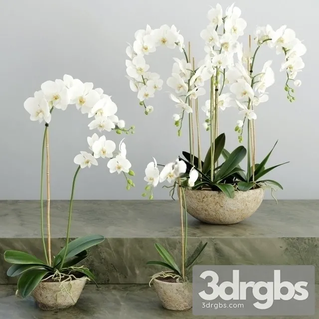 Orchid White Bouquet 3D Model Free