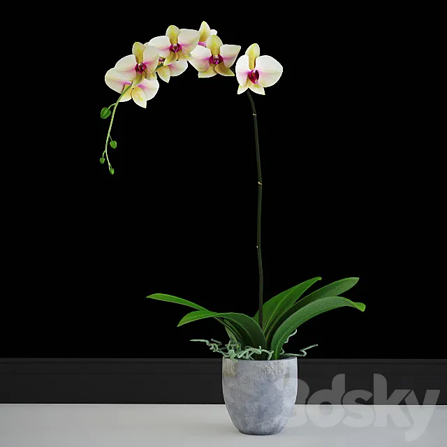 Orchid yellow classic 3D Model