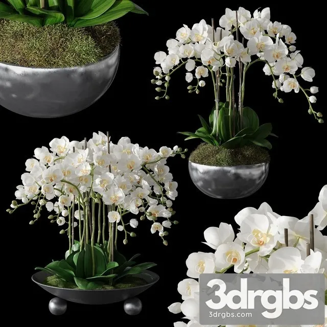 Orchids 1 3D Model Download