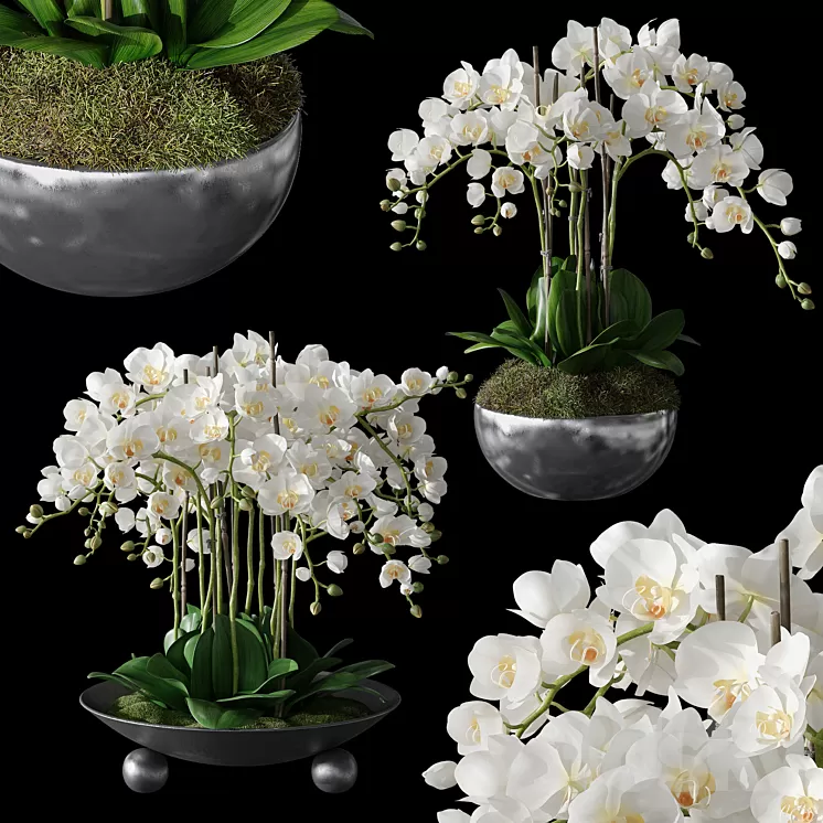 Orchids 1 3D Model