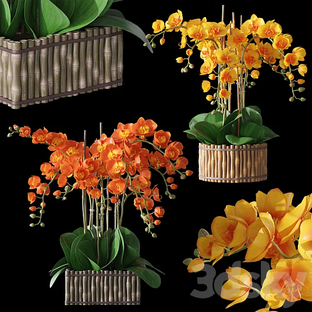 Orchids 3 3D Model