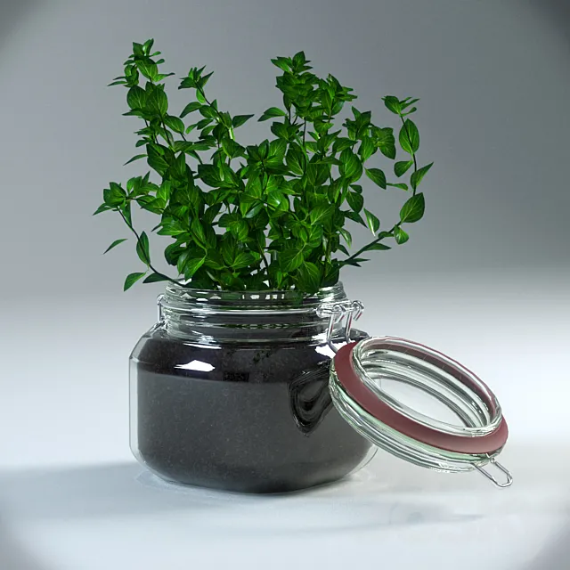 Oregano Plant in pot 3DModel