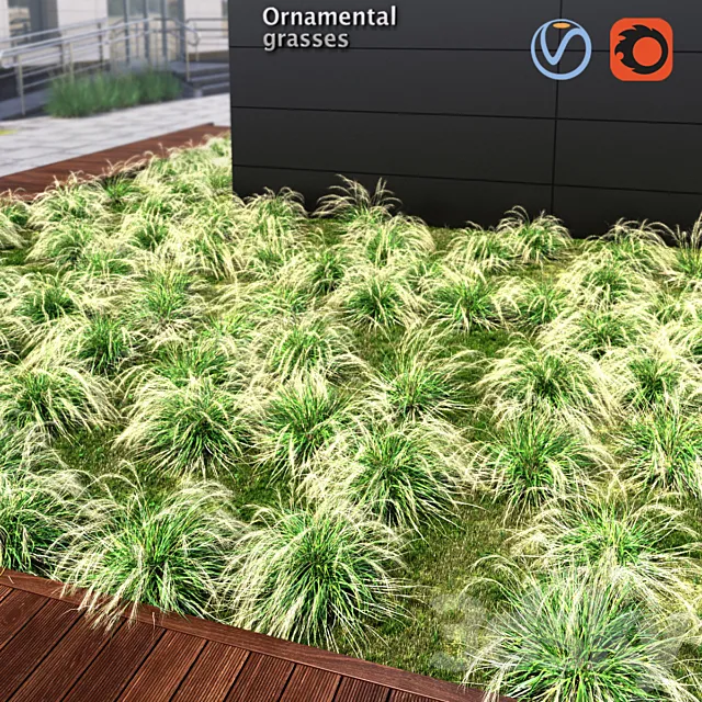 Ornamental grass 3D Model