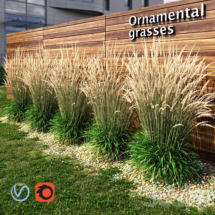 Ornamental grass dry 3D Model