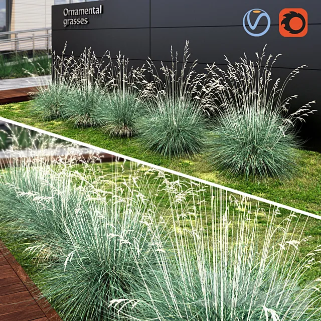 Ornamental grass dry blue 3D Model