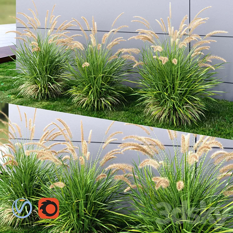 Ornamental grass Fountaingrass green 3D Model
