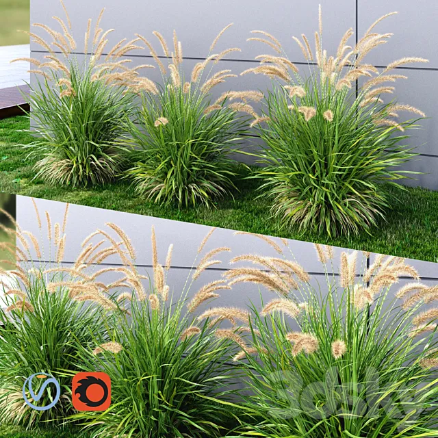 Ornamental grass Fountaingrass green 3DModel