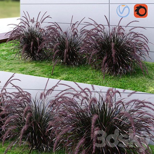 Ornamental grass Fountaingrass purple dark 3D Model