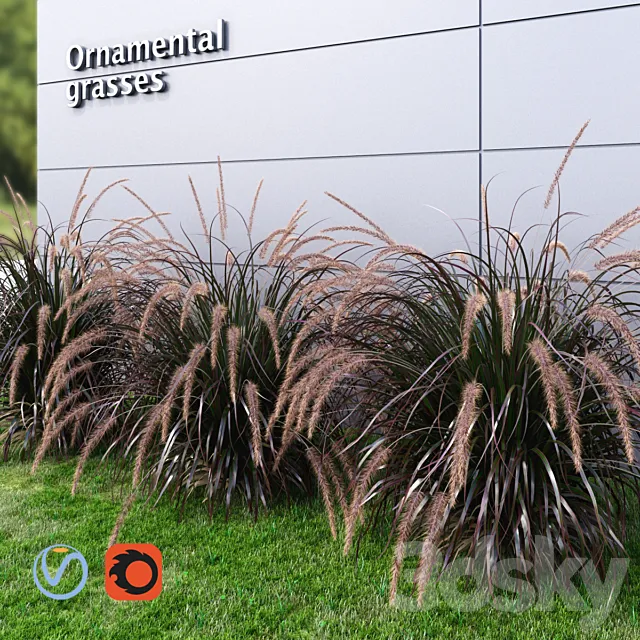 Ornamental grass Fountaingrass purple large 3D Model