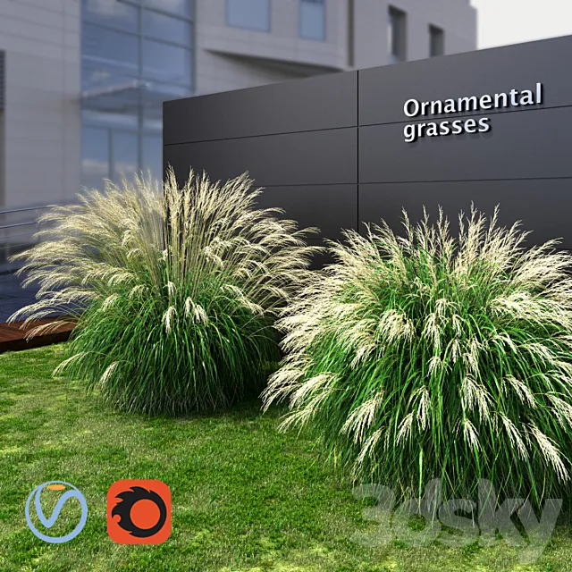 Ornamental grass Miscanthus large 3D Model