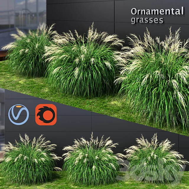 Ornamental grass Miscanthus medium 3D Model