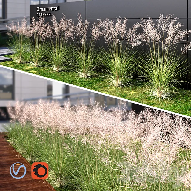 Ornamental grass red 3D Model