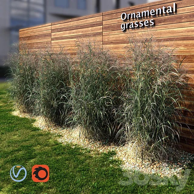 Ornamental grass red-green 3DModel