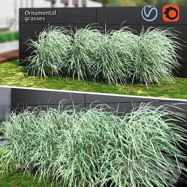 Ornamental grass striped 3D Model