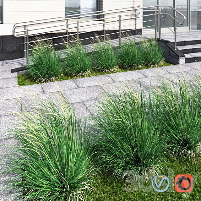 Ornamental grass windy 3DModel