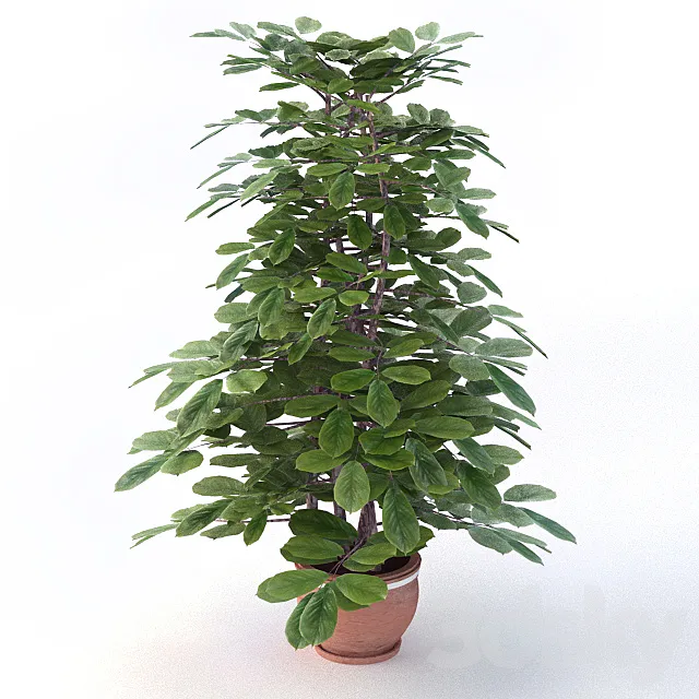 Ornamental shrubs 3D Model