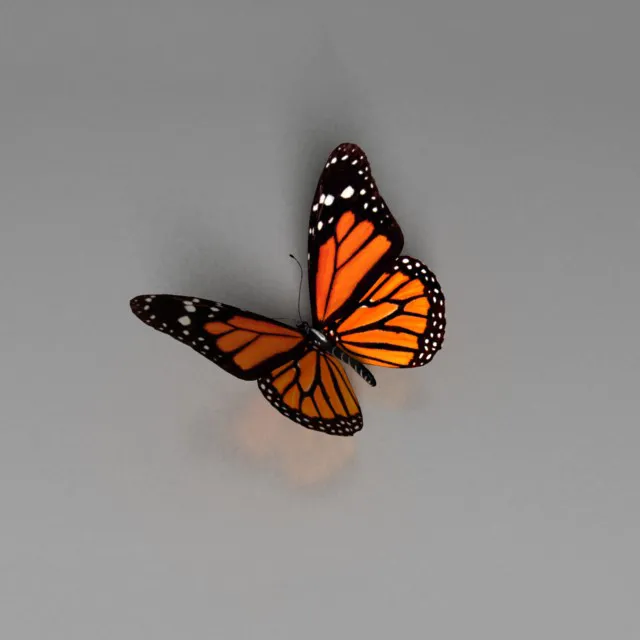other-models - Butterfly 3D Model