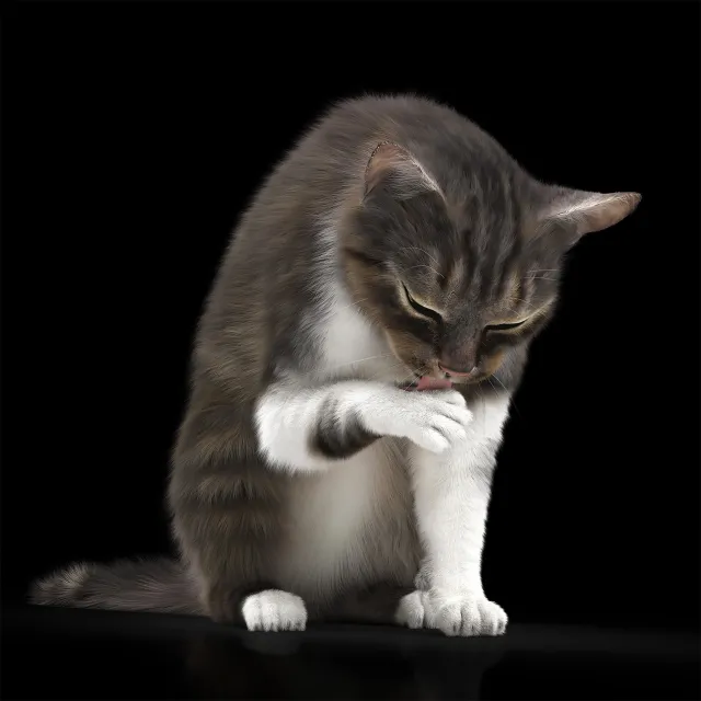 other-models - Cat 5 3D Model