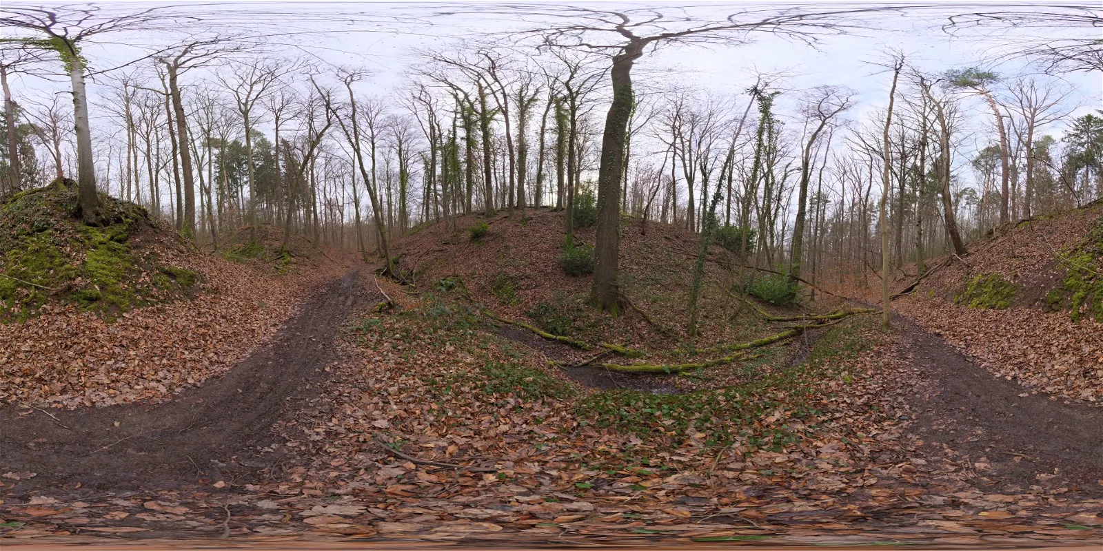 outdoor - Autumn Forest 02