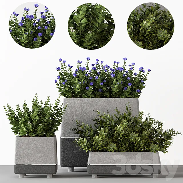 Outdoor-bushes in concrete pots 3DModel