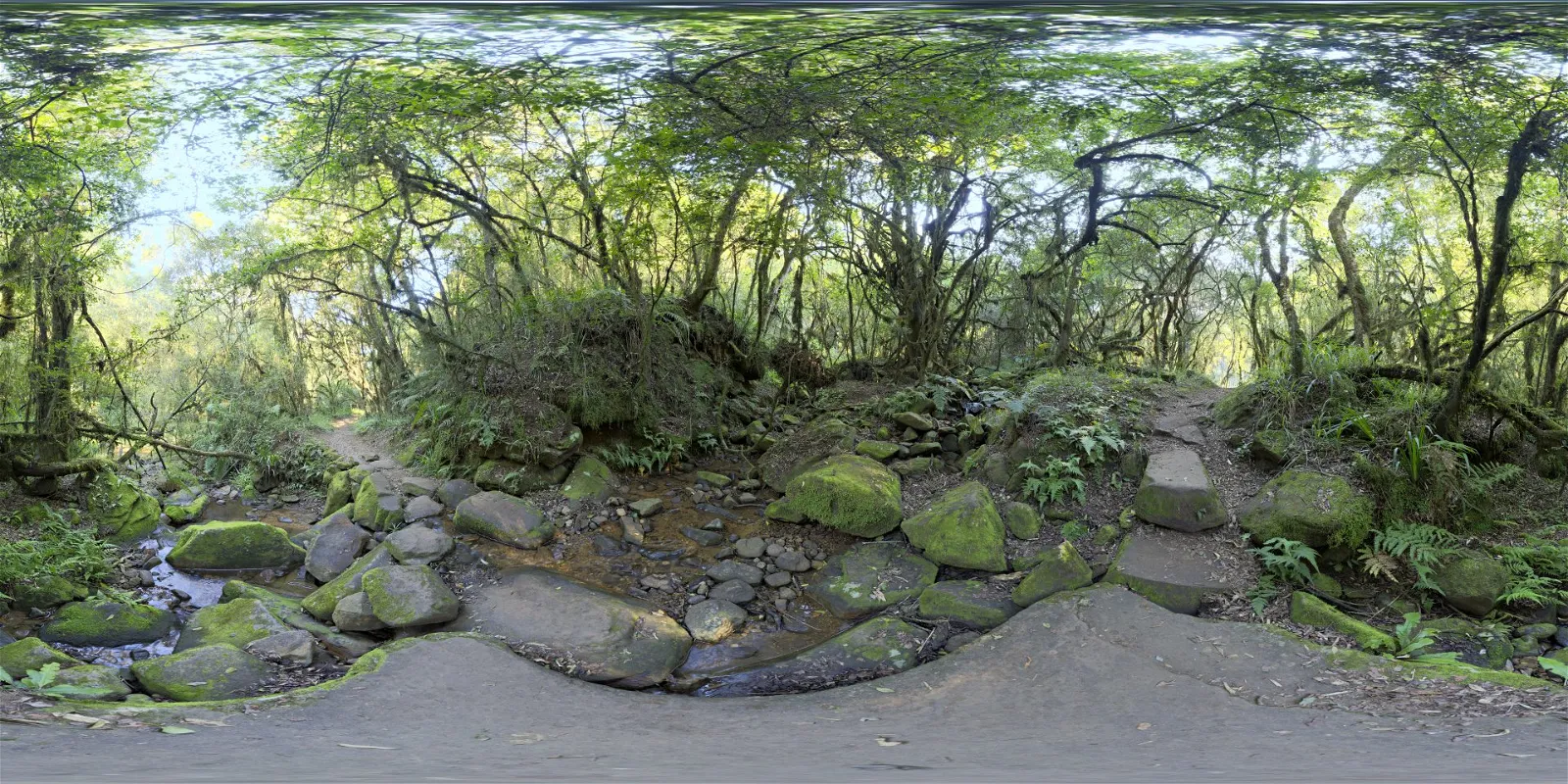 outdoor - Mossy Forest