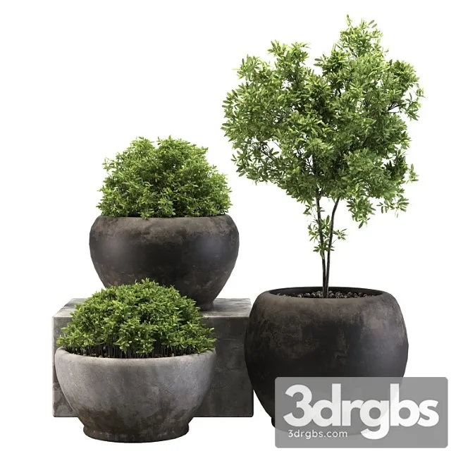 Outdoor Plant 03 3D Model Free