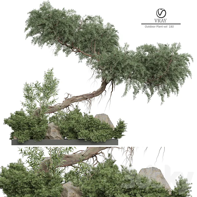 Outdoor Plant 180 3D Model