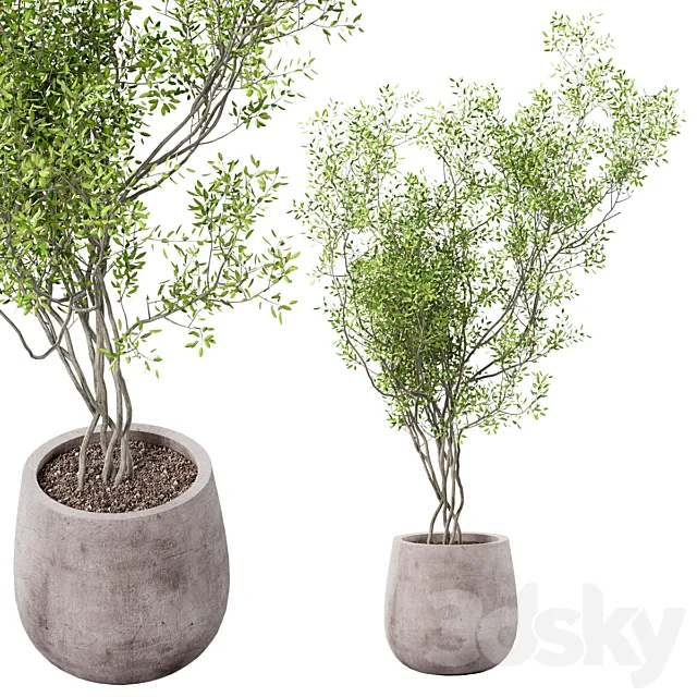 outdoor plant 3D Model