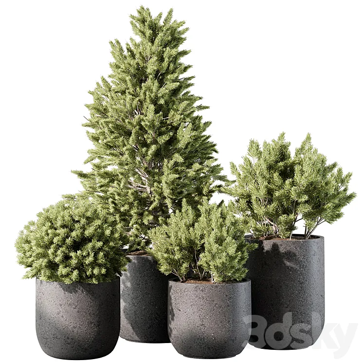 Outdoor Plant 496 - Pine Plants 3D Model Free