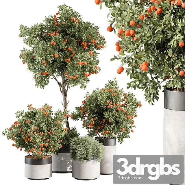 Outdoor Plant 513 Orange Tree 3D Model Free