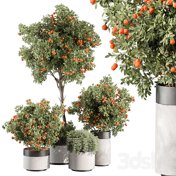 Outdoor Plant 513 - Orange Tree 3D Model Free