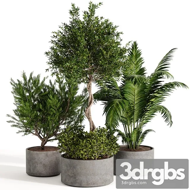 Outdoor Plant Collection 02 3D Model Free