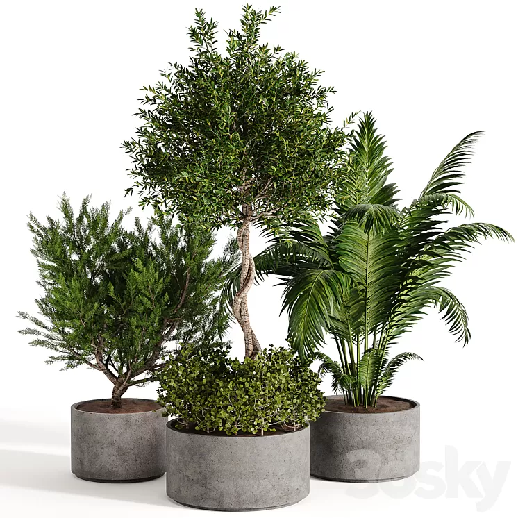 Outdoor plant collection 02 3D Model