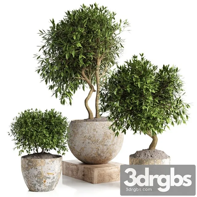 Outdoor Plant in Concrete Pot 12 3D Model Free
