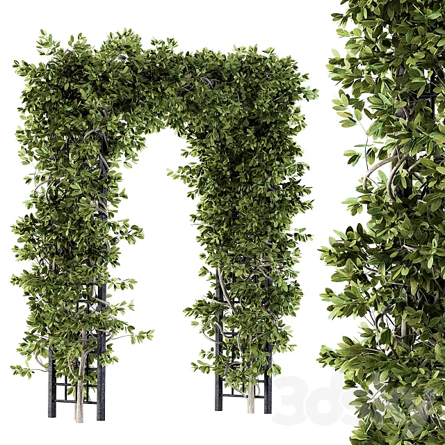 Outdoor Plant Set 121 - Pergola Ivy 3D Model