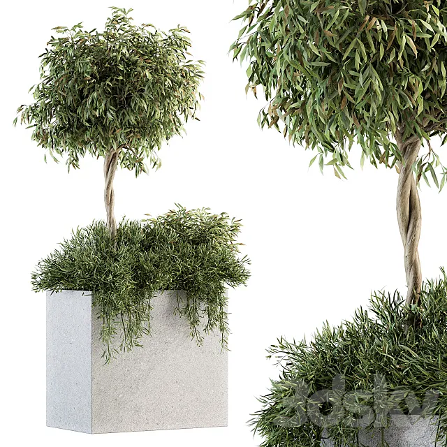 Outdoor Plant Set 172 - Plant Box tree 3D Model