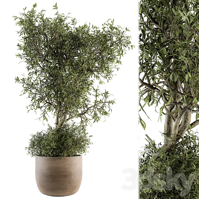 Outdoor Plant Set 178 - Plant in Pot Free Download