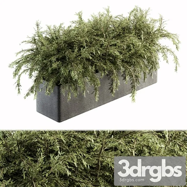 Outdoor plant set 180 - plant in pot