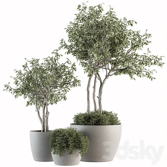 Outdoor Plant Set 182 - Tree Plant in Pot 3DModel