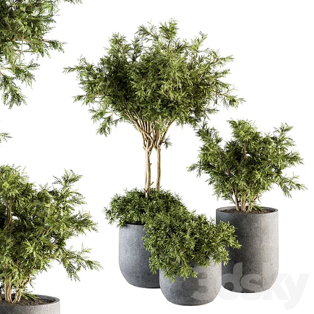 Outdoor Plant Set 198 - Plant and Tree in Pot 3D Model